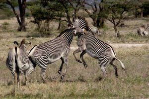 Rare Grevys Zebras,  in Shaba Game Reserve
